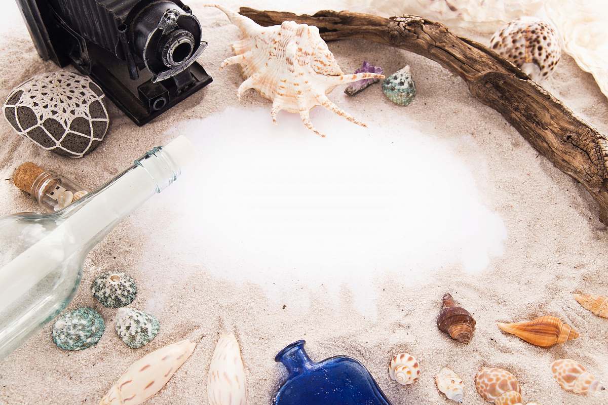 sea life sea shells on white sand invertebrate